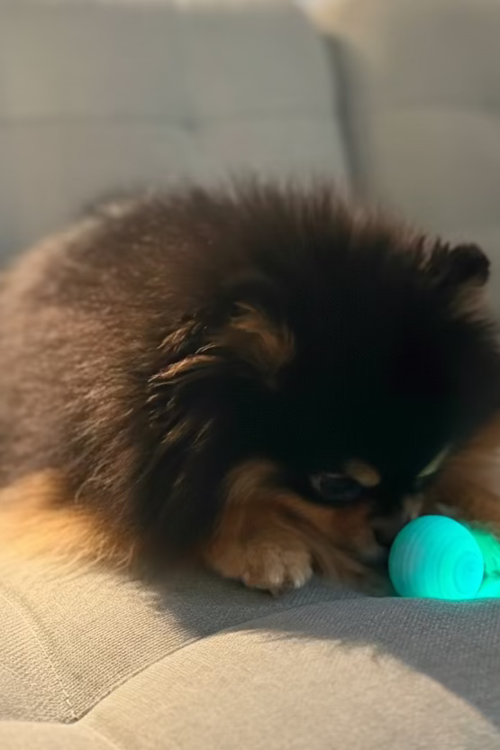 Pelota interactiva inteligente